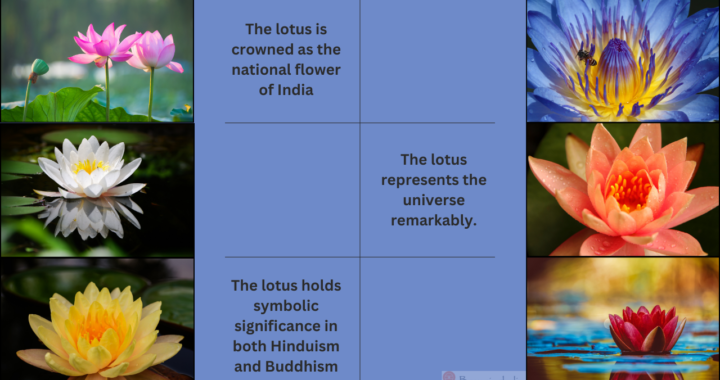 lotus flower